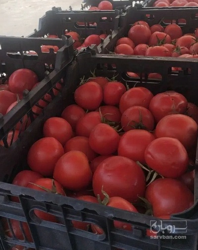 فروش گوجه فرنگی متین