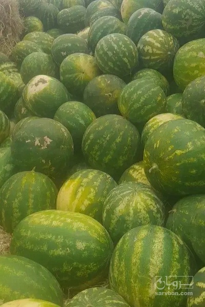 فروش هندوانه