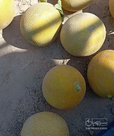 فروش ملون
