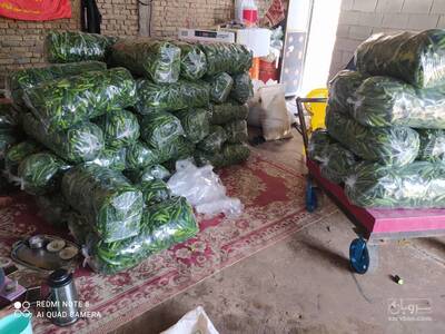 فروش خیار