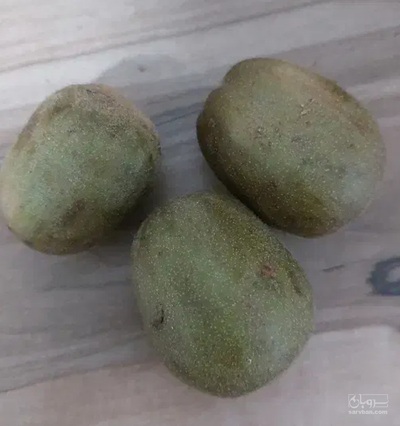 فروش کیوی