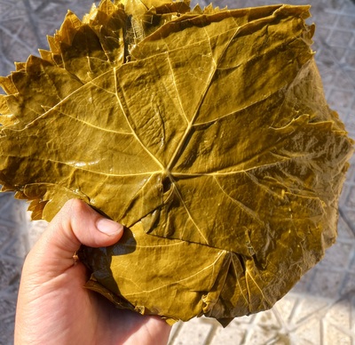 فروش برگ مو