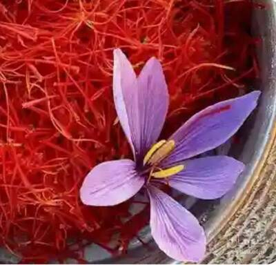 فروش زعفران (گیاه‌ دارویی)