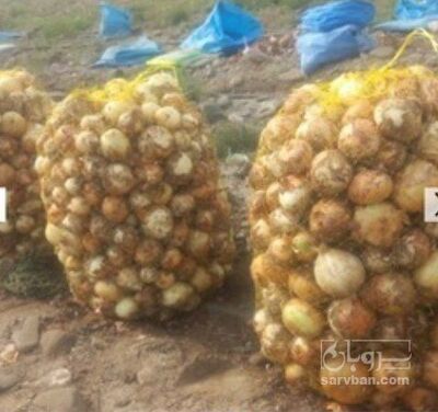 فروش پیاز
