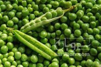 فروش نخود فرنگی