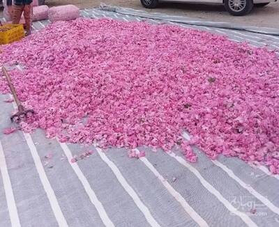 فروش گل محمدی (گیاه‌ دارویی)