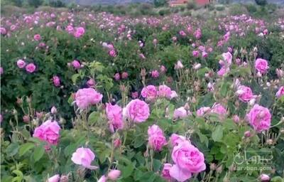 فروش گل محمدی (گیاه‌ دارویی)