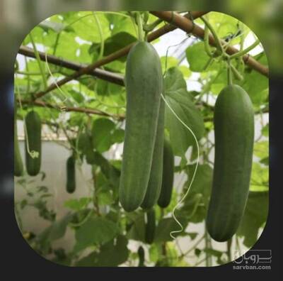 فروش خیار