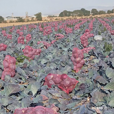 فروش کلم برگی