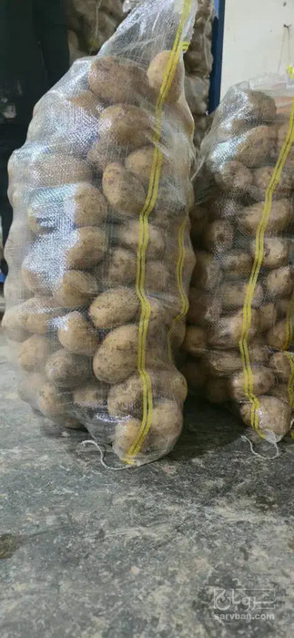 فروش سیب زمینی