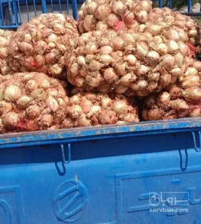 فروش پیاز