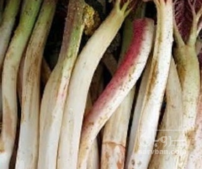 فروش ریواس(گل ریواس) (گیاه‌ دارویی)