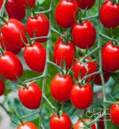 فروش گوجه فرنگی زیتونی