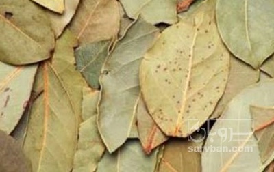 فروش برگ بو (گیاه‌ دارویی)