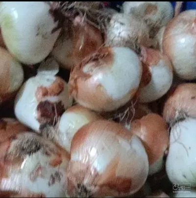 فروش پیاز