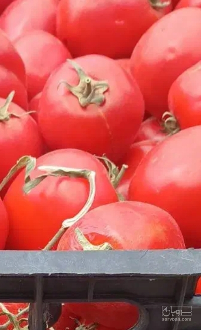 فروش گوجه فرنگی