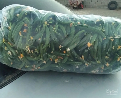 فروش خیار