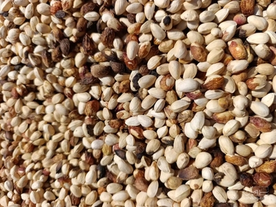 فروش پسته