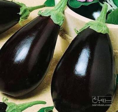 فروش بادمجان لامپی