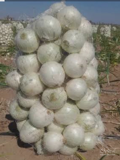 فروش پیاز