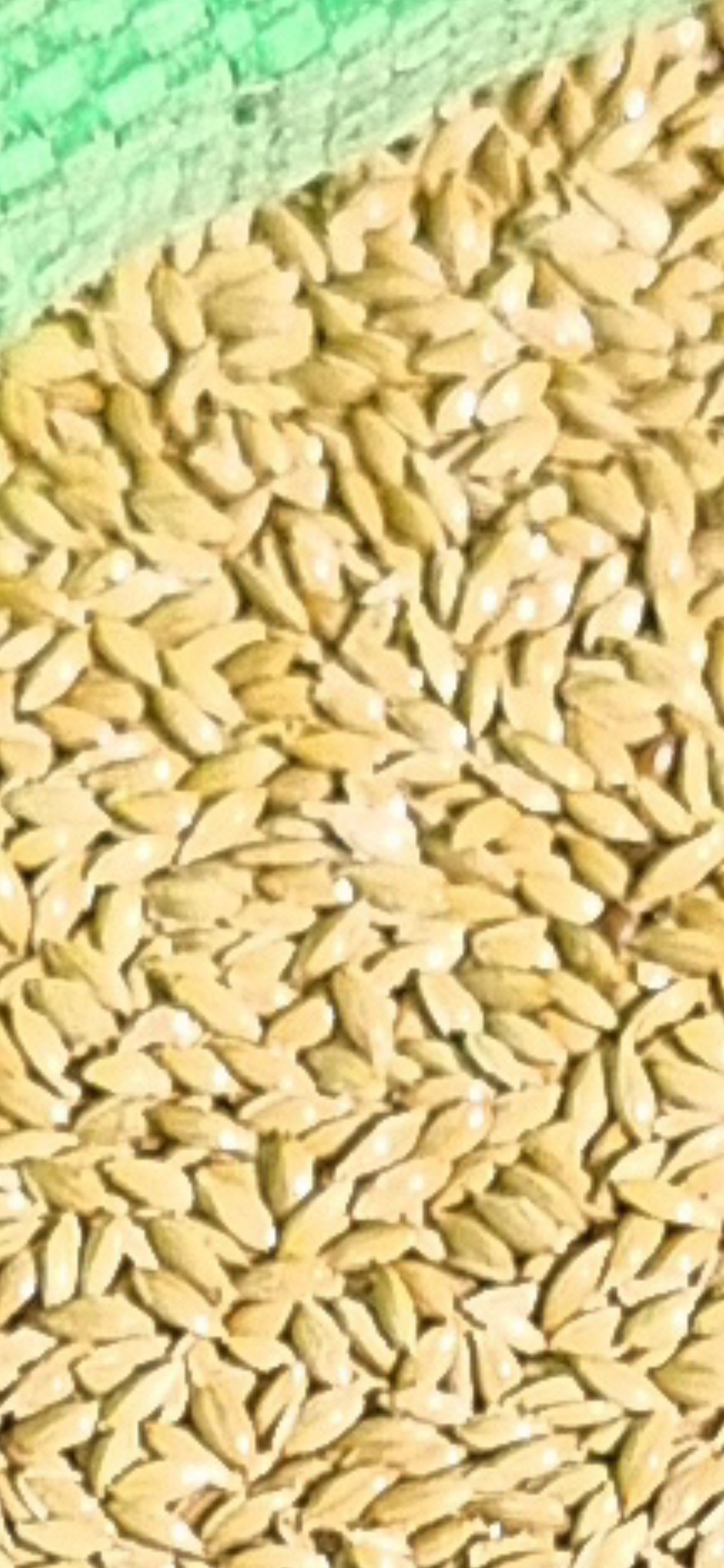 فروش کتان (گیاه الیافی)