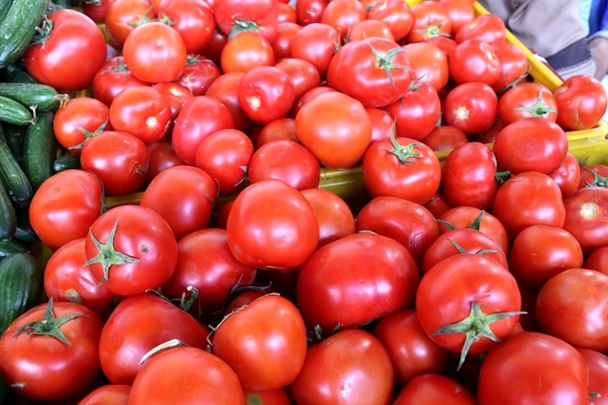 فروش گوجه فرنگی