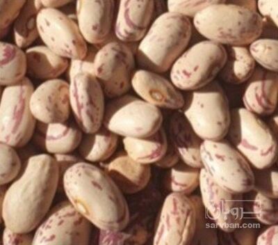 فروش لوبیا چیتی