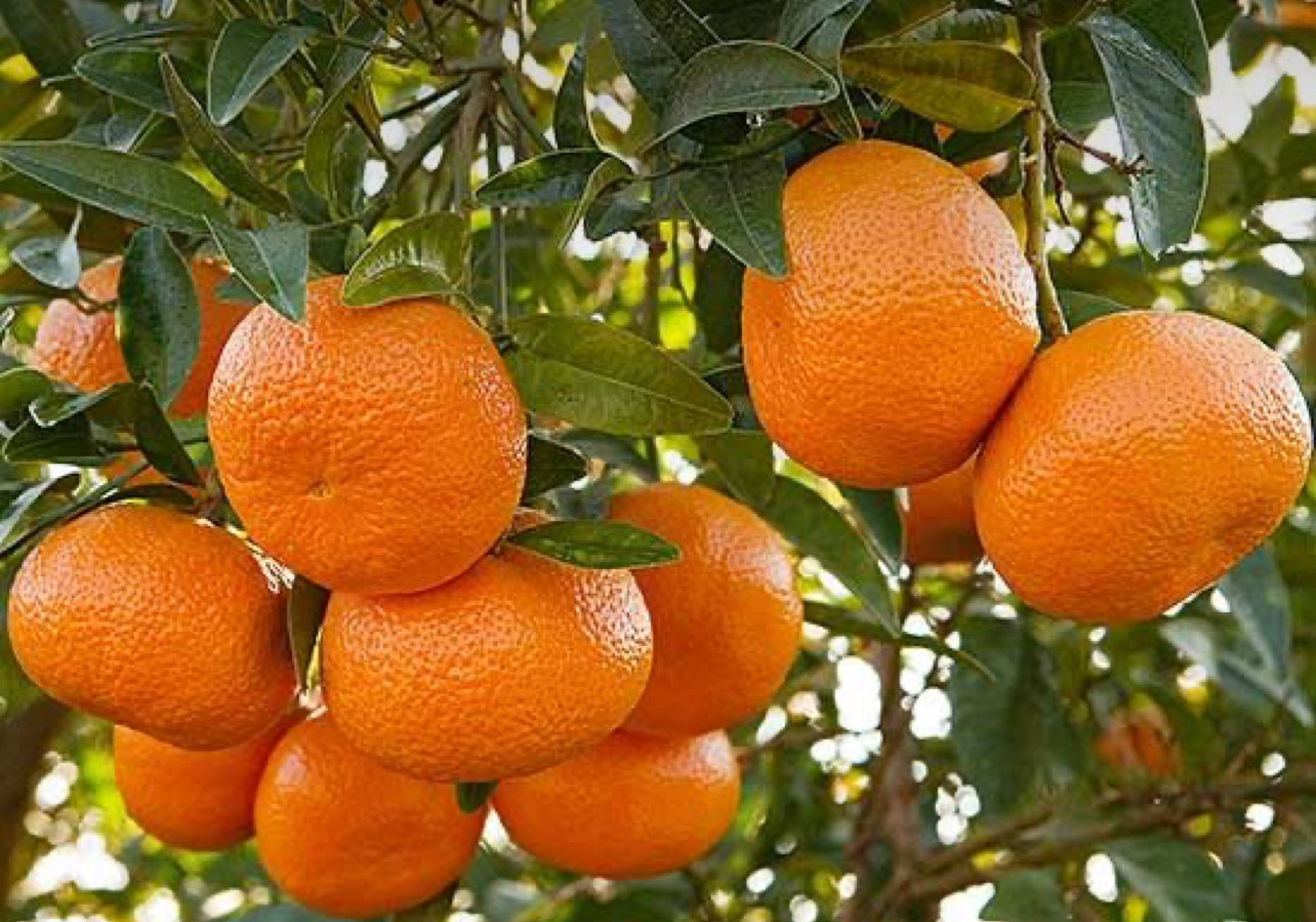 فروش نارنگی ژاپنی