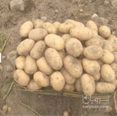 فروش سیب زمینی