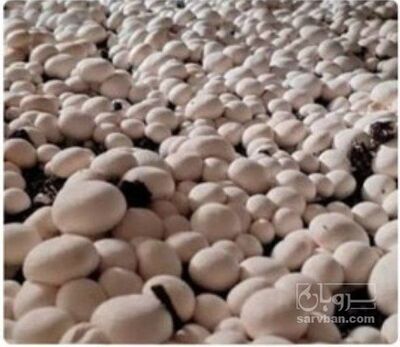 فروش قارچ دکمه ای