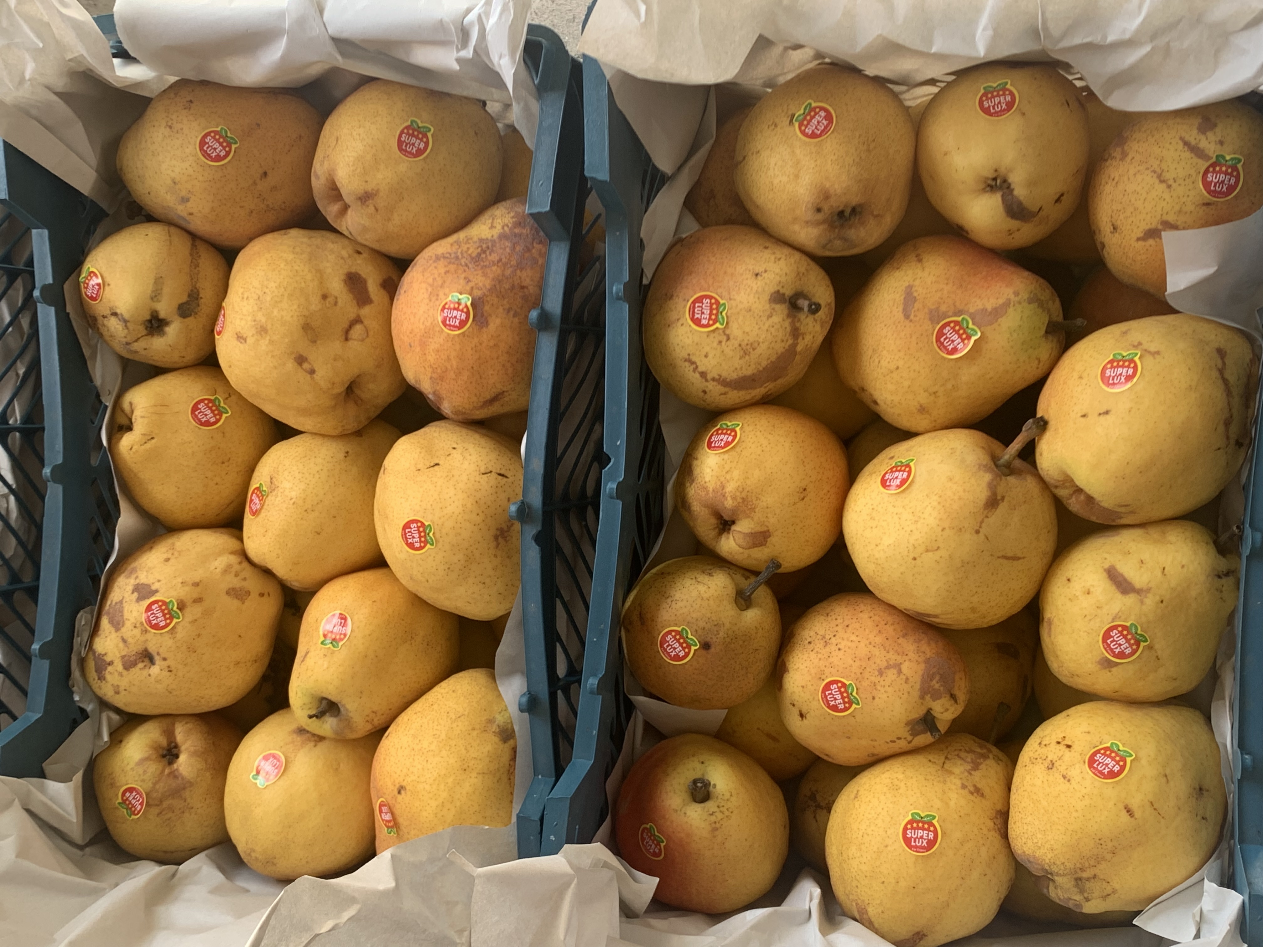 فروش گلابی