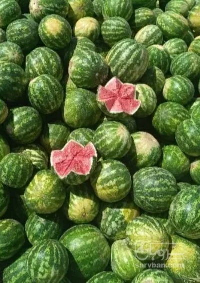 فروش هندوانه