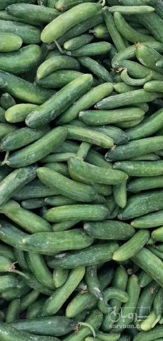 فروش خیار
