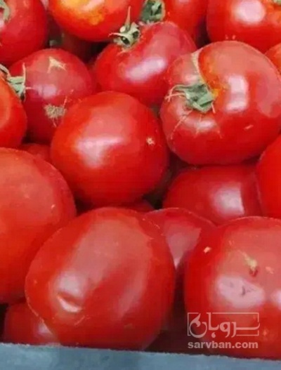 فروش گوجه فرنگی