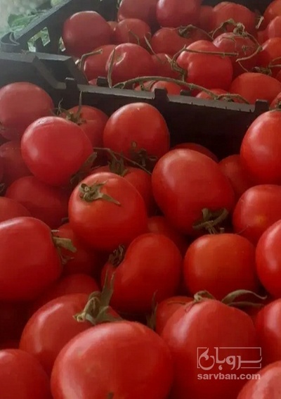 فروش گوجه فرنگی