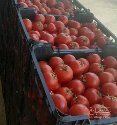 فروش گوجه فرنگی ربی