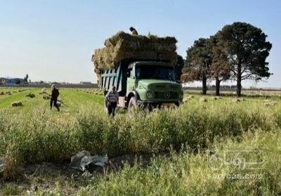 فروش یونجه