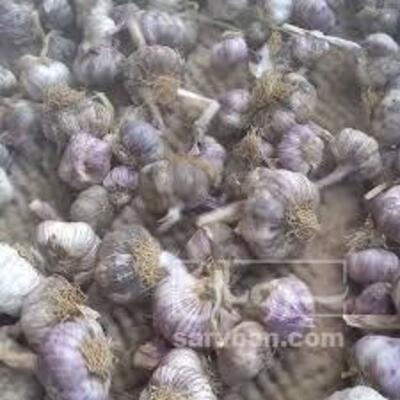 فروش سیر