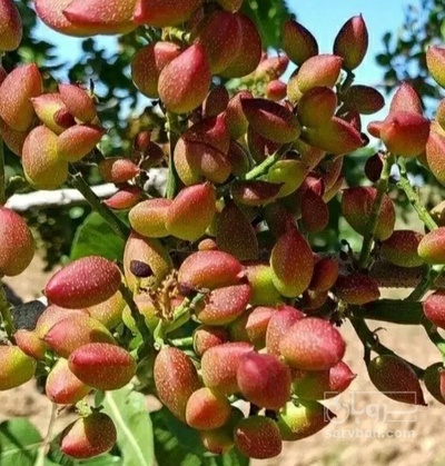 فروش پسته