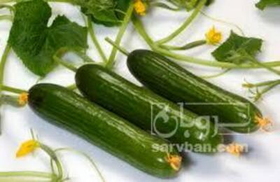 فروش خیار