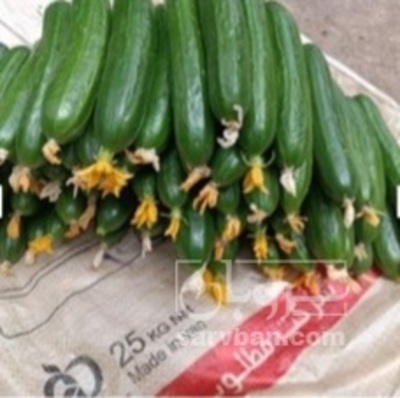 فروش خیار