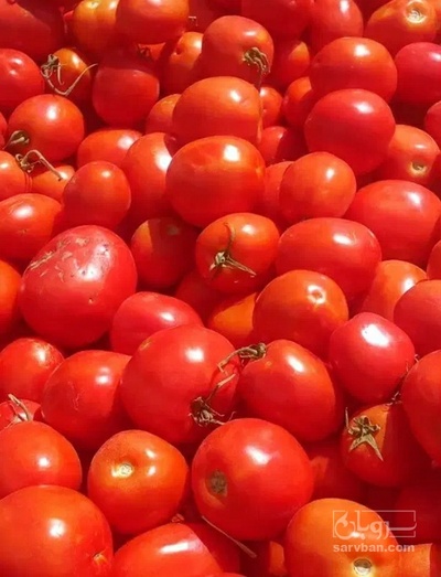 فروش گوجه فرنگی