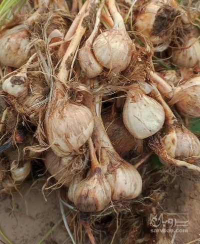 فروش پیاز سفید