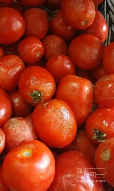فروش گوجه فرنگی