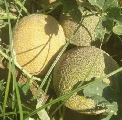 فروش ملون