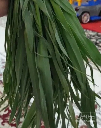 فروش تره