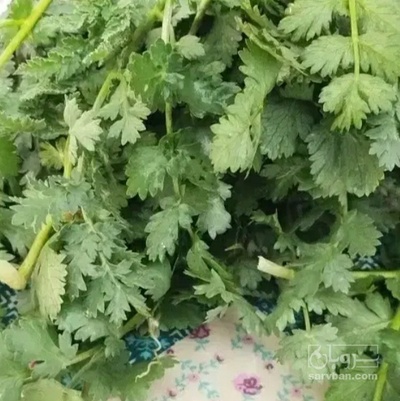 فروش گشنیز