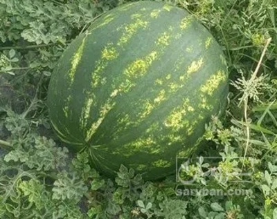 فروش هندوانه