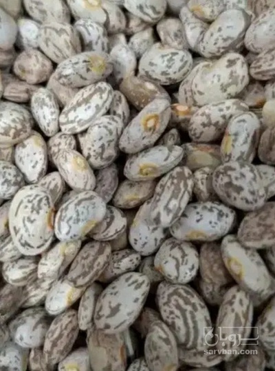 فروش لوبیا چیتی