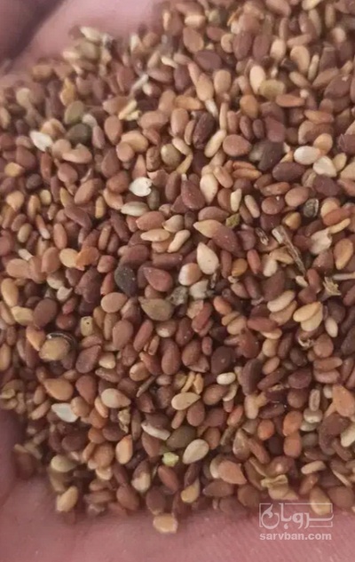 فروش کنجد